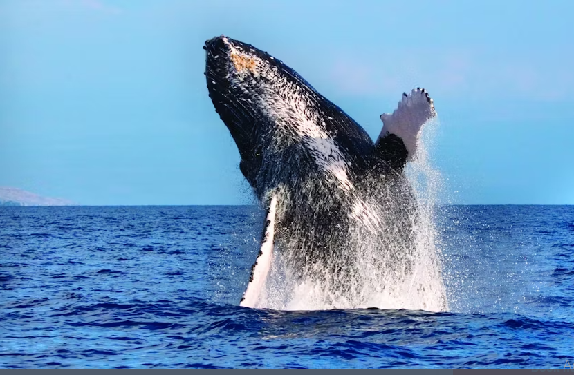 Hawaii whale watching - Image 3